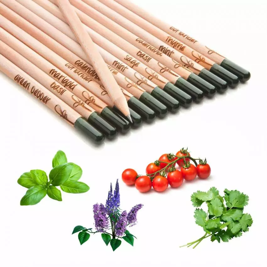 Lot de 4 crayons à papier à planter / Avec graines de 3 plantes aromatiques et 1 fruit / Sprout
