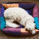 Lit géant pour chiens DOG BED / Polyester / HAY